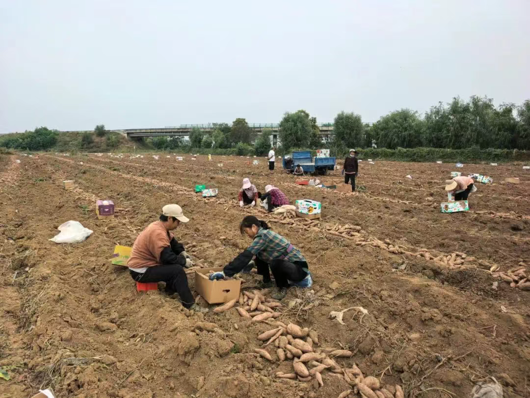 从“论吨卖”到“论克卖”——易县红薯靠三产融合实现价值跃迁