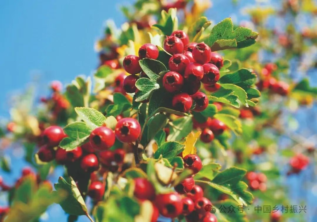 兴隆山楂：从“生产链”到“共富链”的跃进