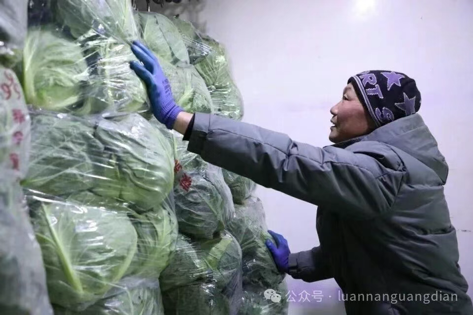 河北滦南：蔬菜外运保供忙