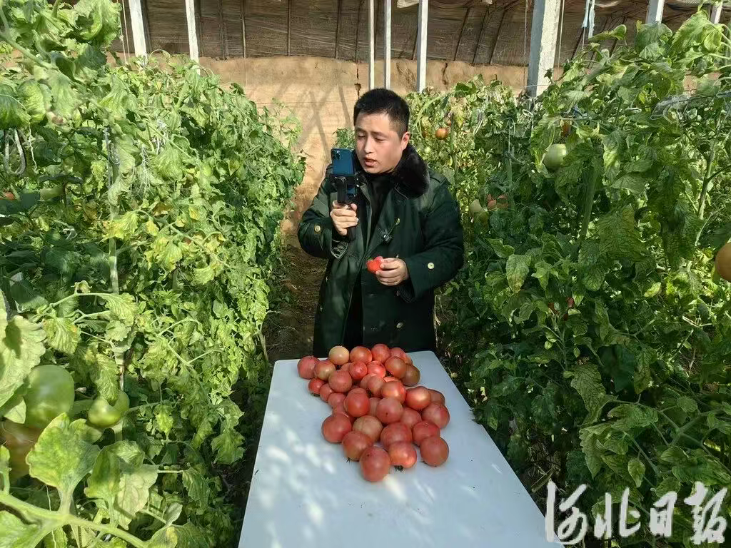 河北衡水：手机变农具 云端卖果蔬