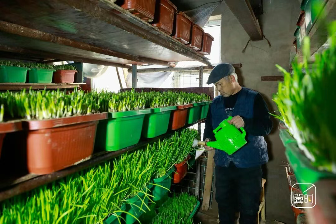 廊坊永清：黄芽韭菜香盈冬日
