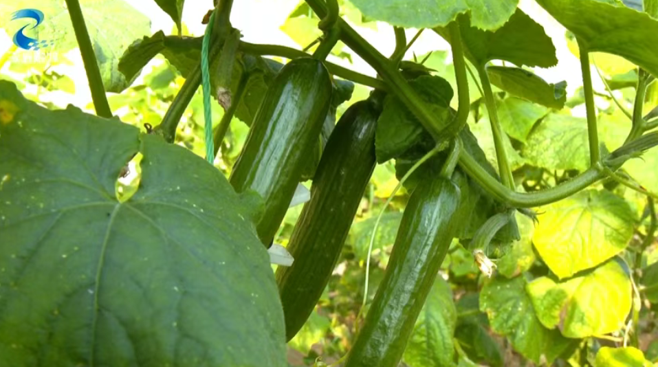 涿鹿大堡智慧大棚结出“有机果” 科技赋能乡村振兴