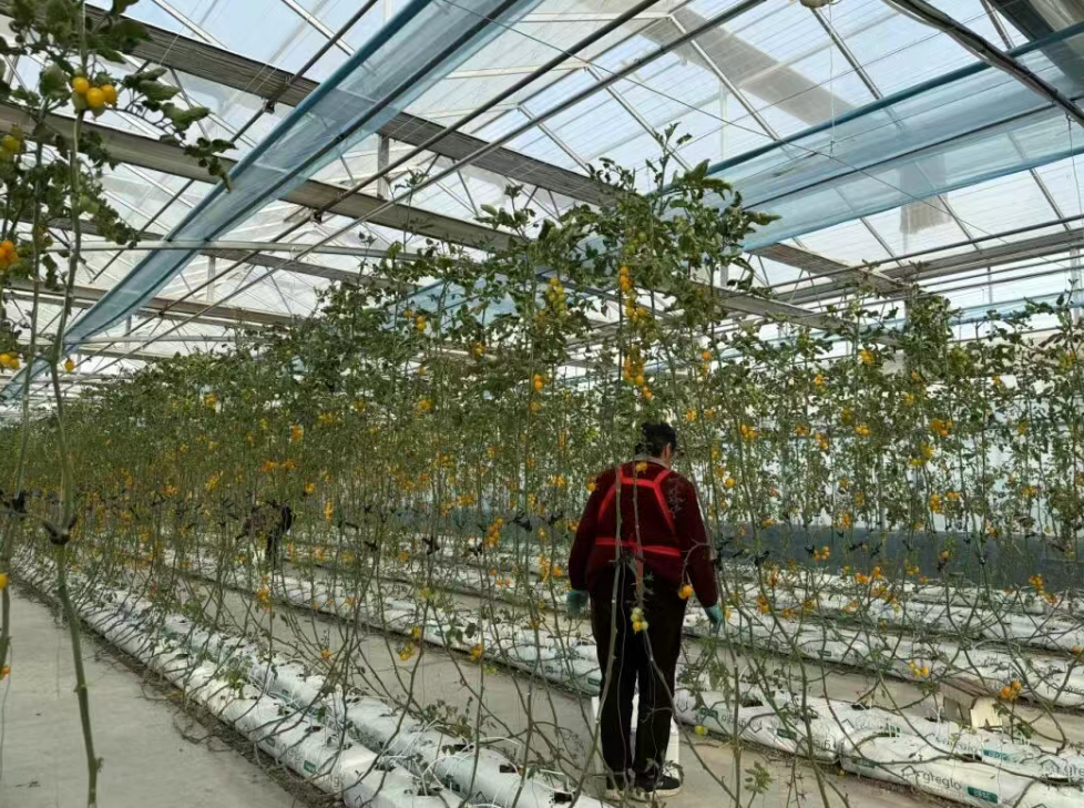 河北省石家庄市正定县丨连栋温室助振兴 果香四溢迎客来