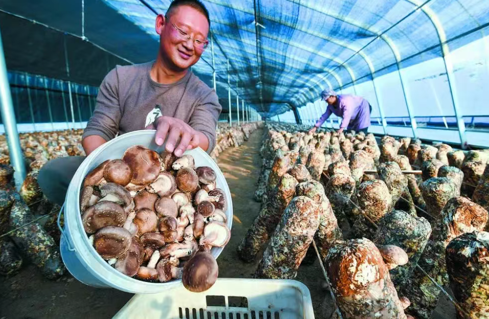 丰富京津“菜篮子” 鼓起农民“钱袋子”——“石家庄净菜”兴产业惠民生