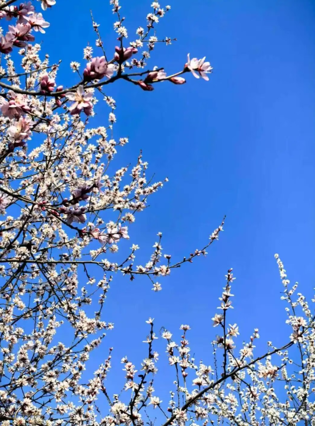 山桃花开如云霞！石家庄这几处山桃花海已成网红打卡地