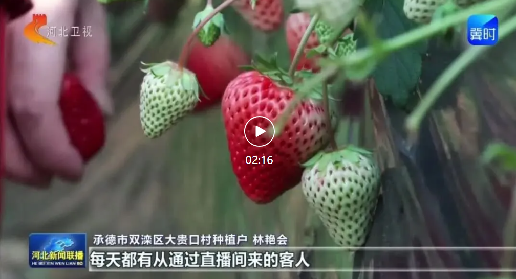 承德：大棚焕新颜 草莓映红致富路