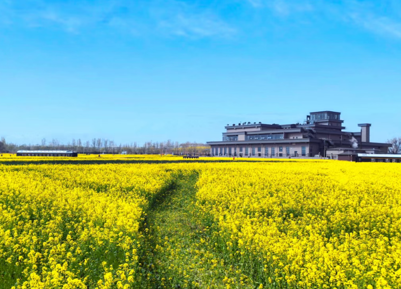 春光正好！金沙河红薯岭油菜花海，即将如约绽放