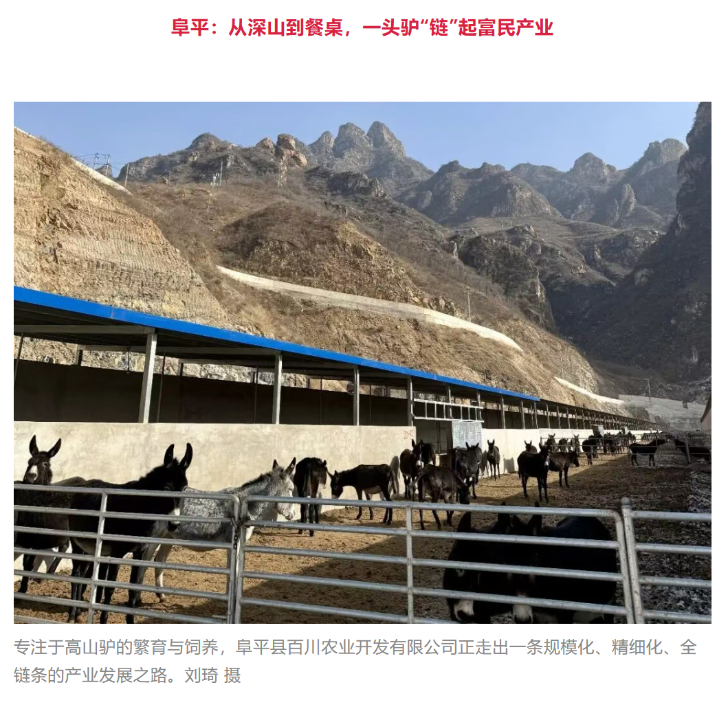 不简单！阜平“高山驴”