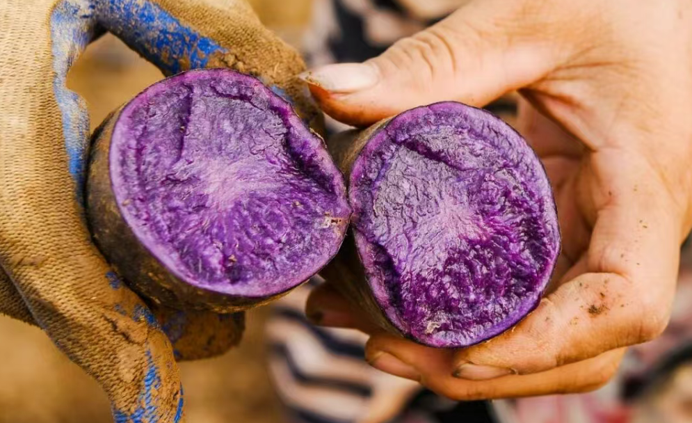 一粒彩色薯 铺就振兴路 石家庄栾城彩色土豆长成富民兴农 “金疙瘩”