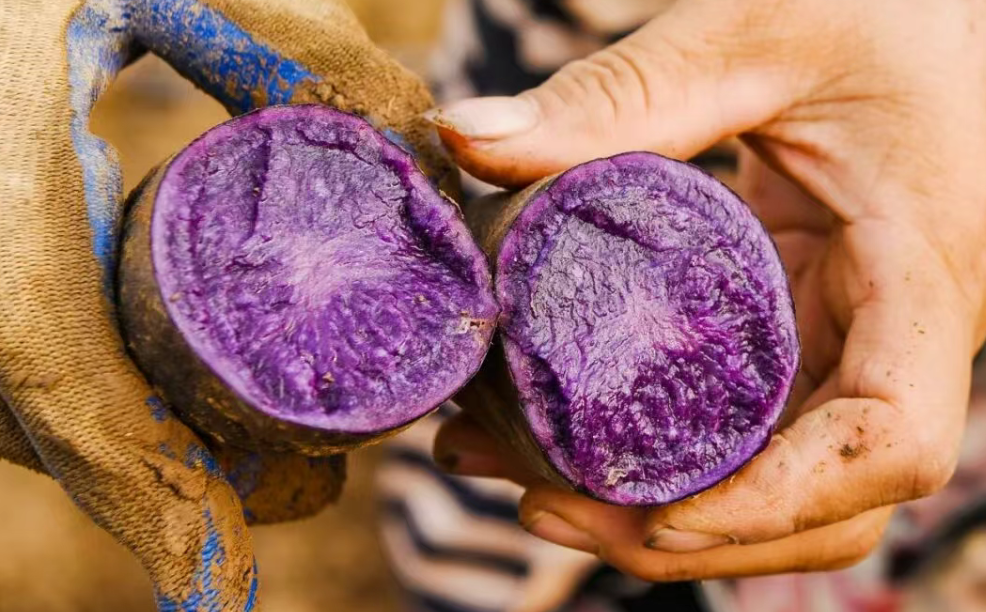 一粒彩色薯 铺就振兴路 石家庄栾城彩色土豆长成富民兴农 “金疙瘩”