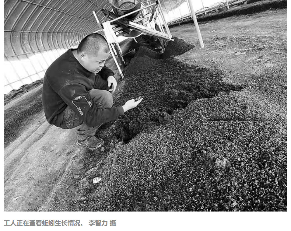 【沧州日报】蚯蚓养殖“土生金”