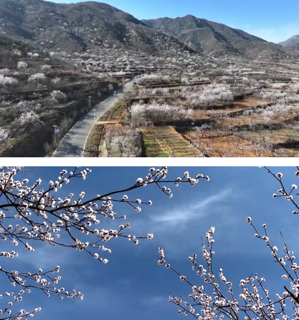 鹿泉：山野杏花次第开 千亩春色入画来