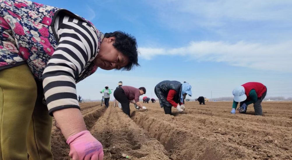 涞水：春种萝卜满田绿 产业兴旺促振兴