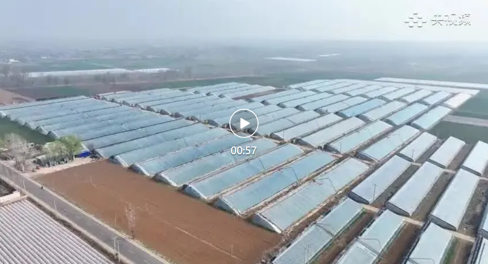 石家庄行唐：黄瓜翠满棚   “蔬”香变“钱”袋