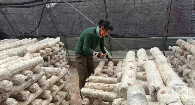 承德兴隆：小菌棒生“金” 撑起乡村振兴富民伞
