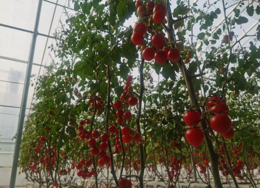 番茄满枝绘就丰收景