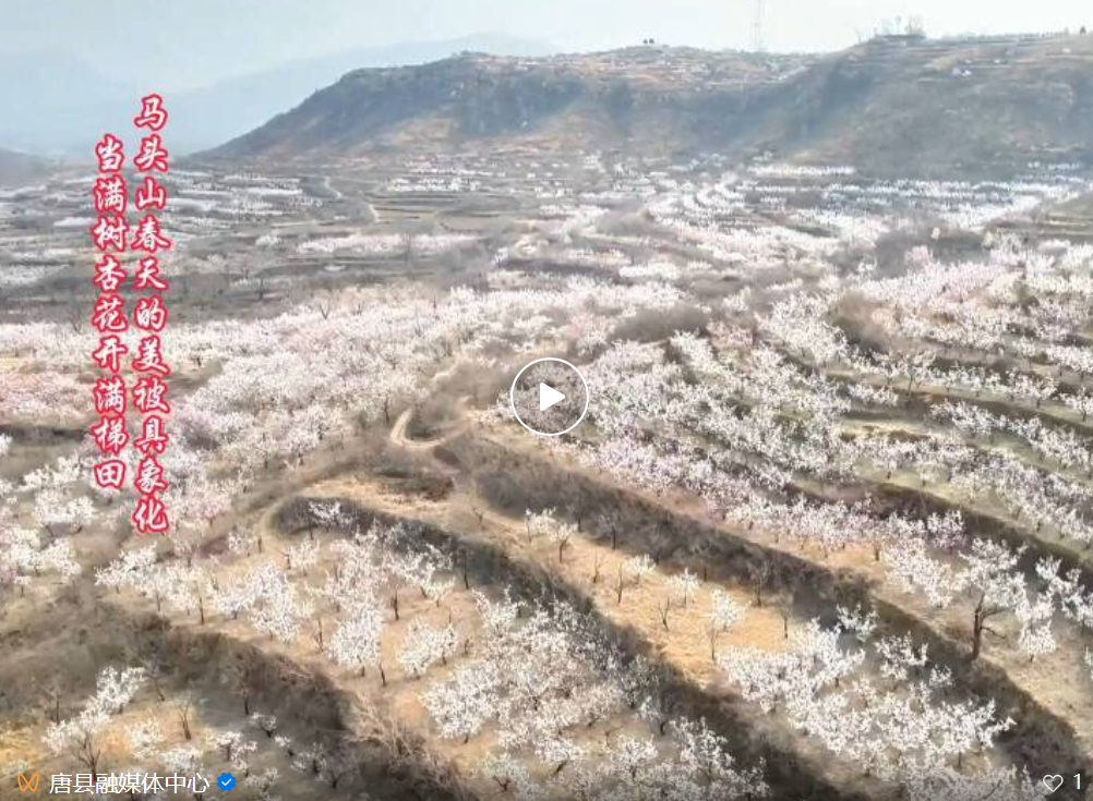 唐县：当满树杏花开满梯田 马头山春天的美被具象化