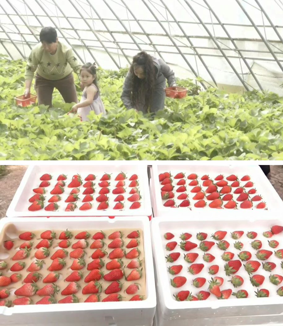 线上创品牌 线下促就业 魏县“一品一播”绘出草莓致富新图景