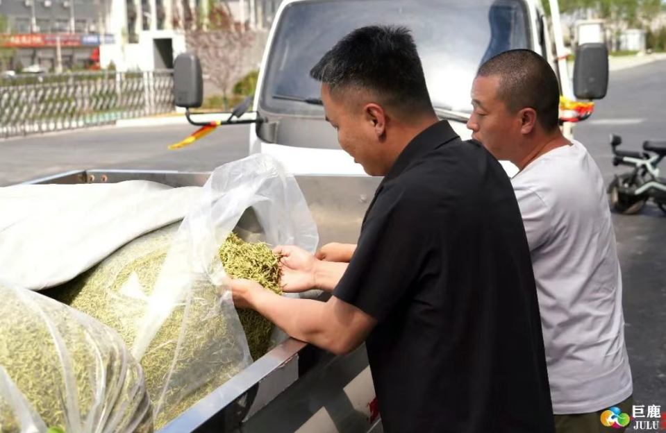 告别“马路交易”！巨鹿金银花全产业链中心迎来交易旺季