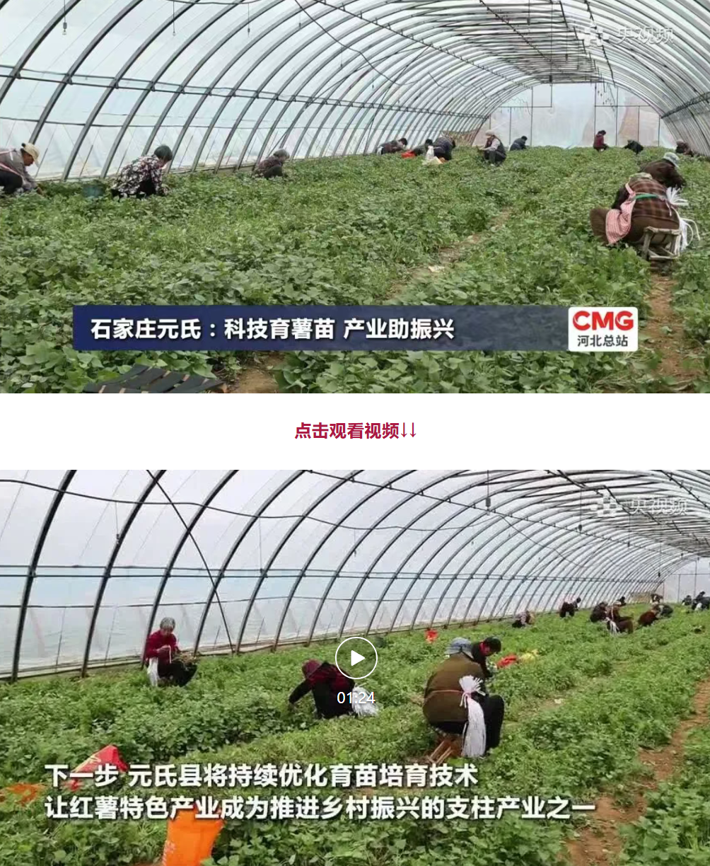 石家庄元氏：科技育薯苗 产业助振兴